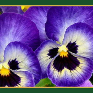 روغن های پایه